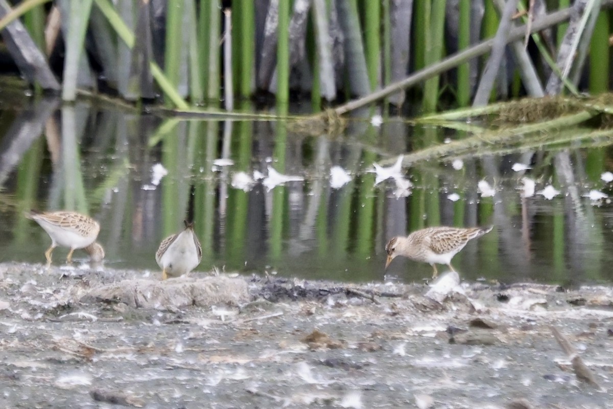 Pectoral Sandpiper - ML642842295