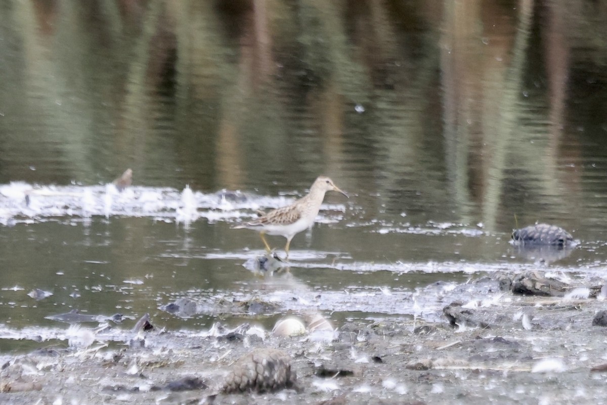 Pectoral Sandpiper - ML642842296