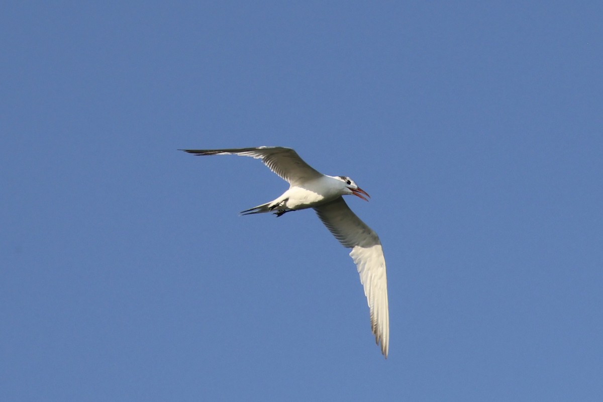 Royal Tern - ML642842297