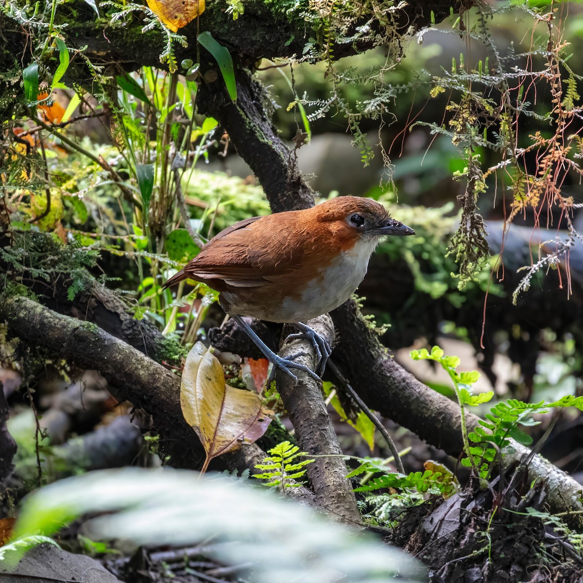 White-bellied Antpitta - ML642842308