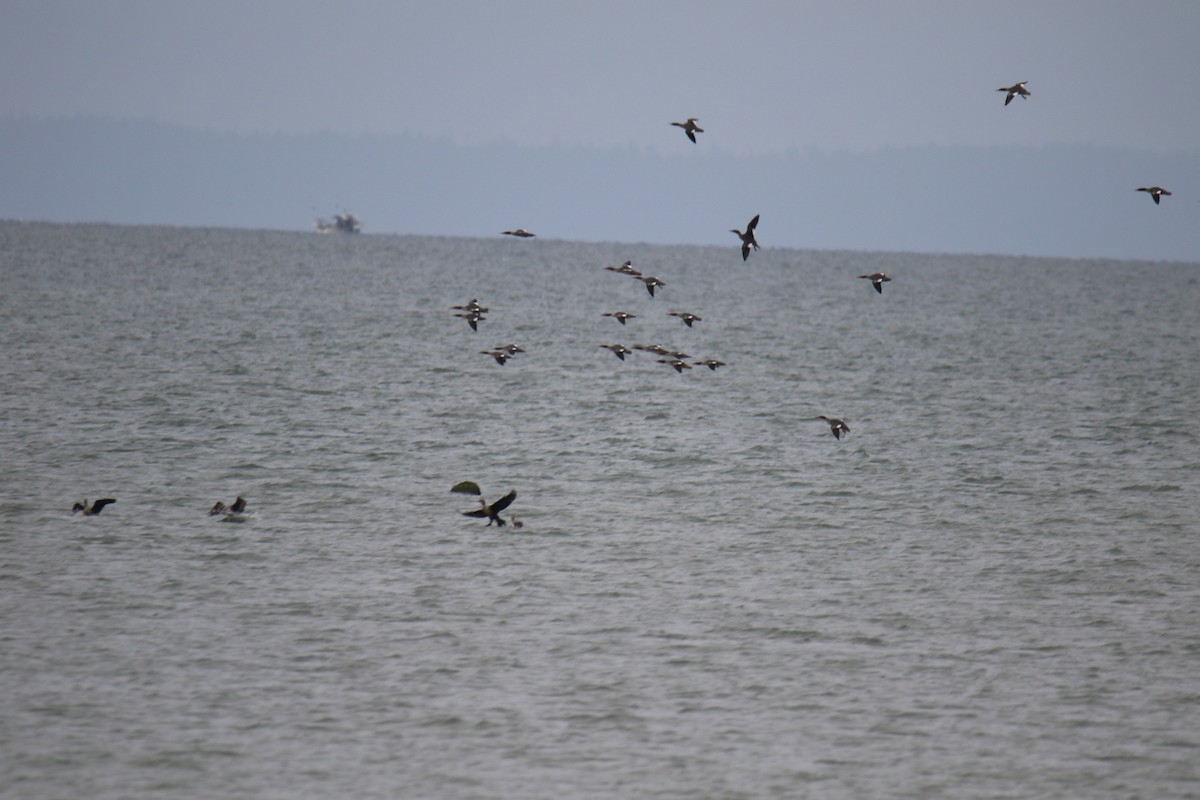 Common Merganser - ML642842309