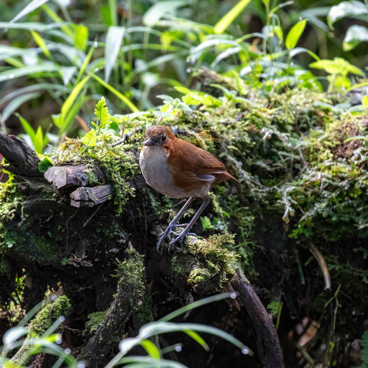 White-bellied Antpitta - ML642842312