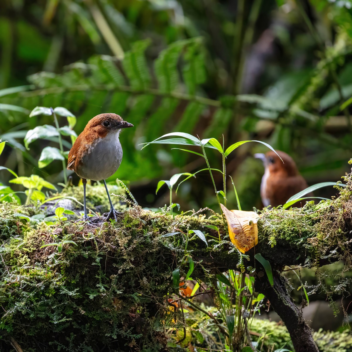 White-bellied Antpitta - ML642842313