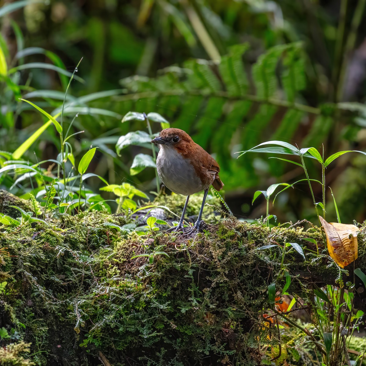 White-bellied Antpitta - ML642842314