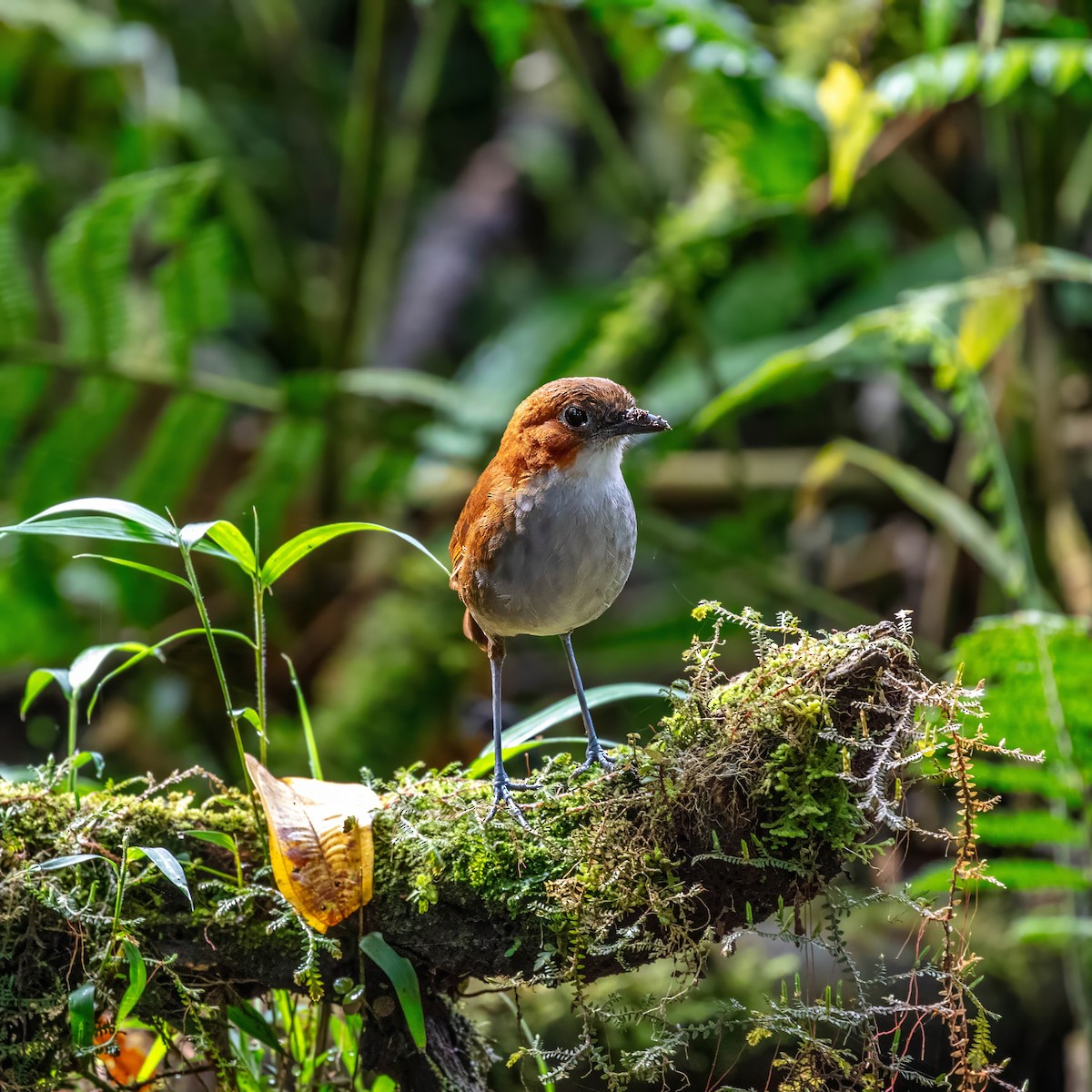 White-bellied Antpitta - ML642842315