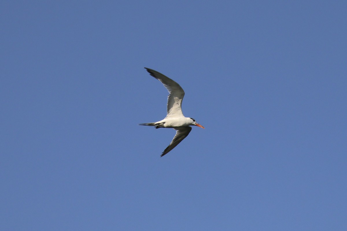 Royal Tern - ML642842316