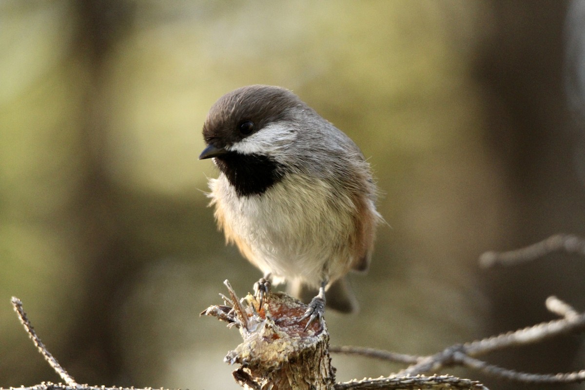 Boreal Chickadee - ML642842317