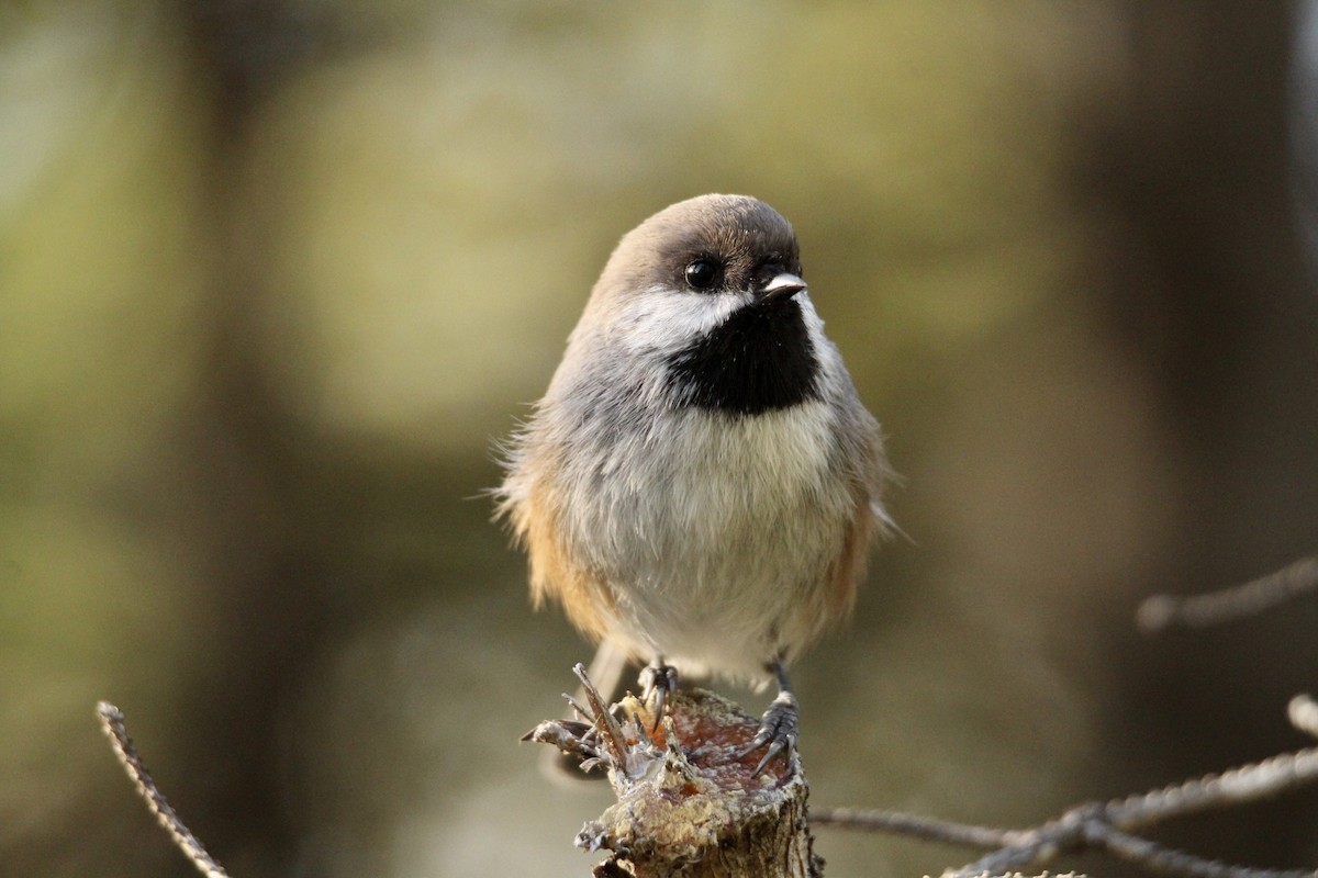 Boreal Chickadee - ML642842318