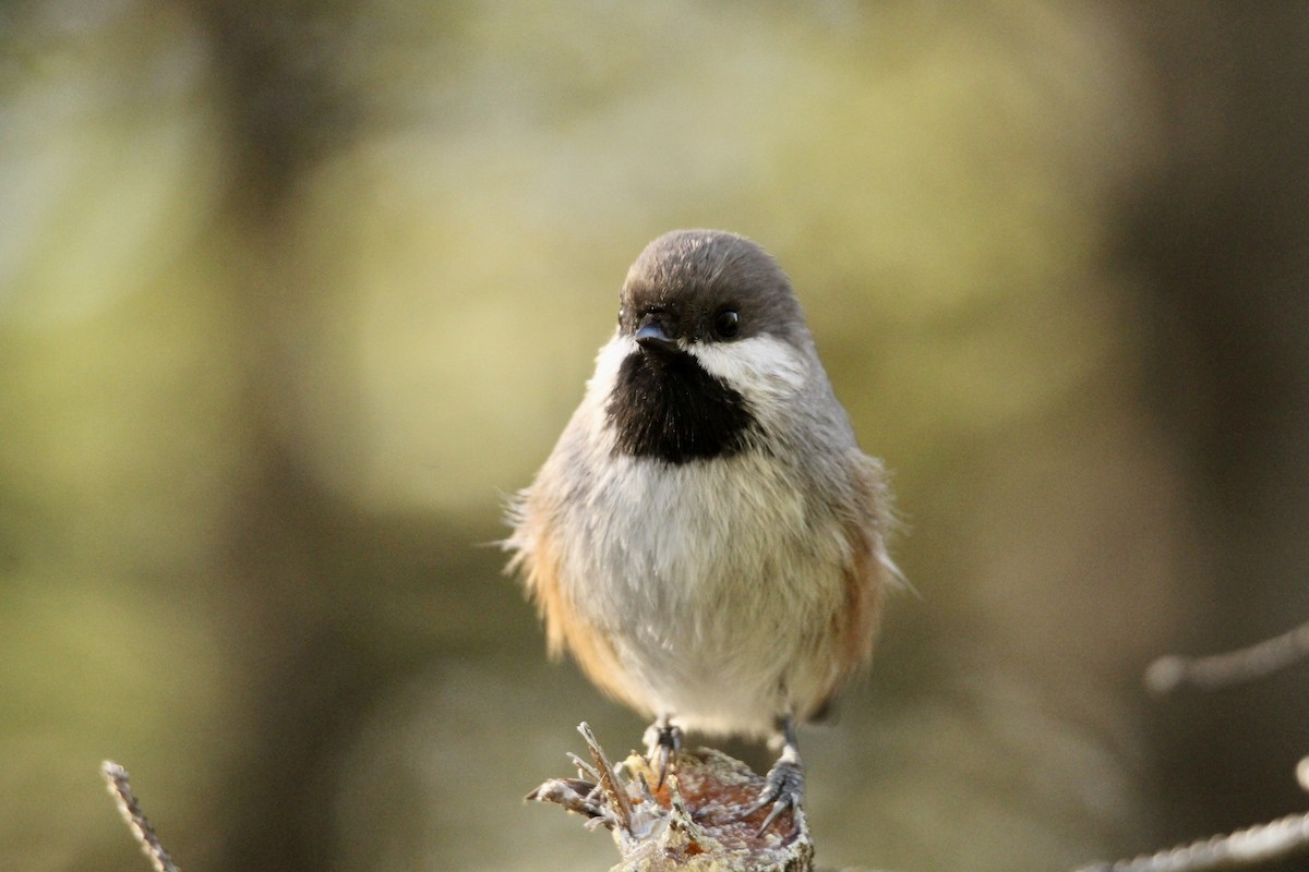 Boreal Chickadee - ML642842319