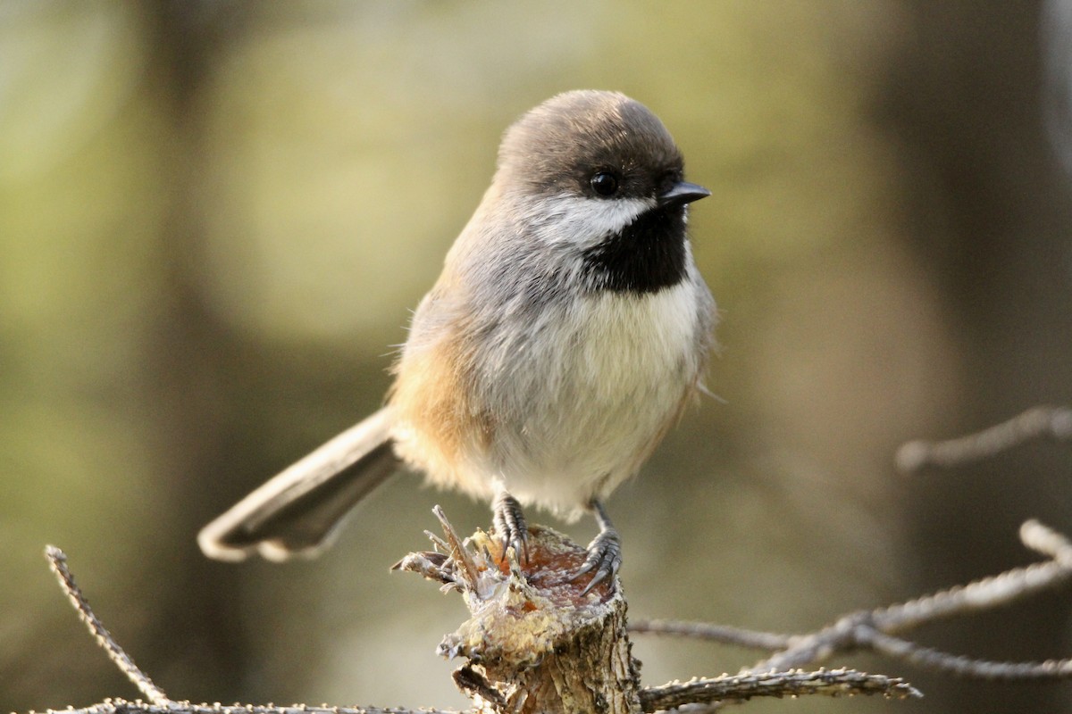 Boreal Chickadee - ML642842320