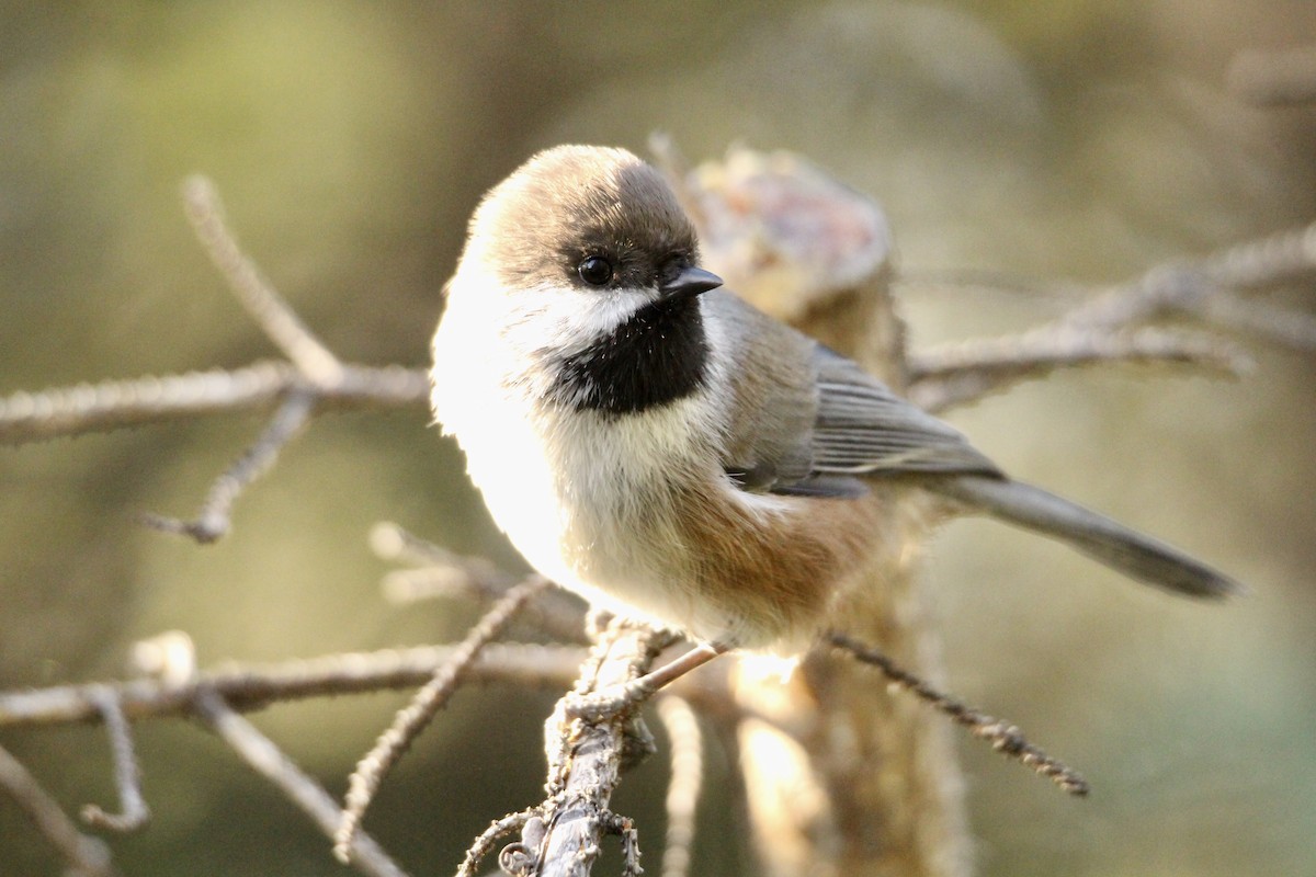 Boreal Chickadee - ML642842321
