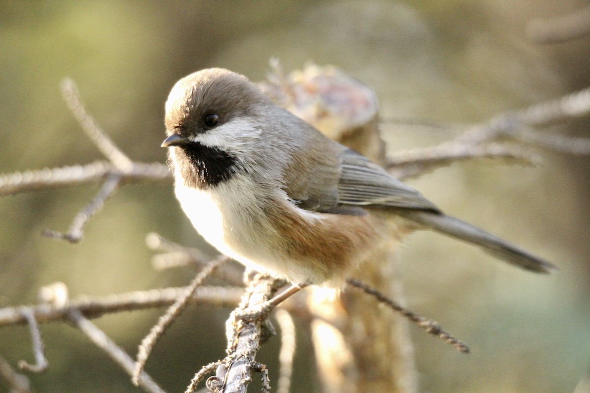 Boreal Chickadee - ML642842322