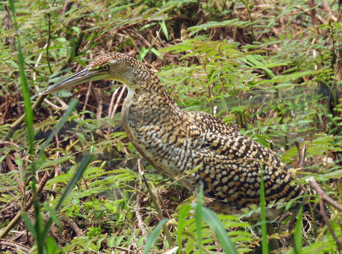 Bare-throated Tiger-Heron - ML642842324