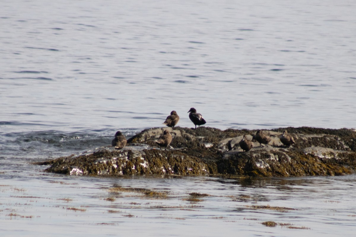 Eider arrunta - ML642842326