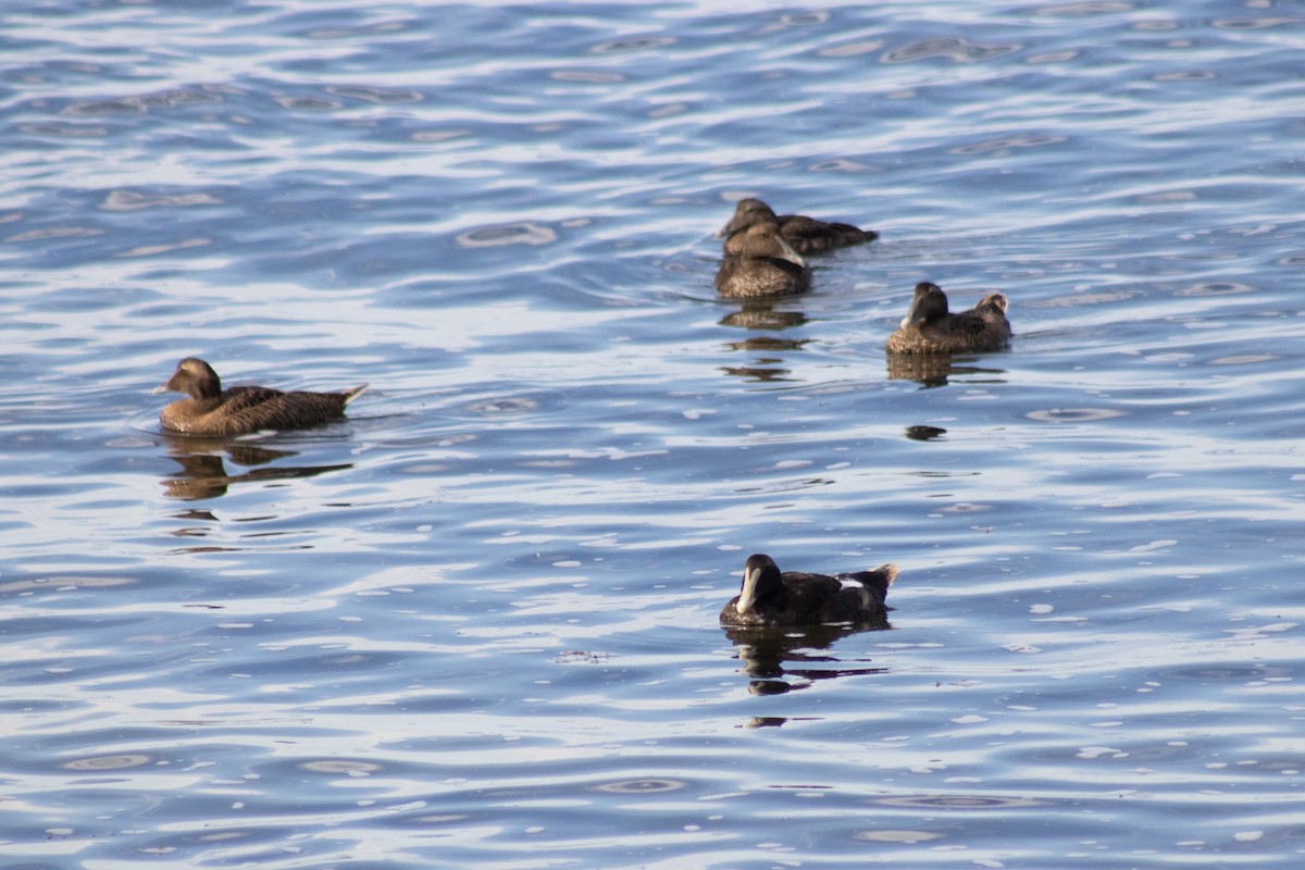 Eider arrunta - ML642842327