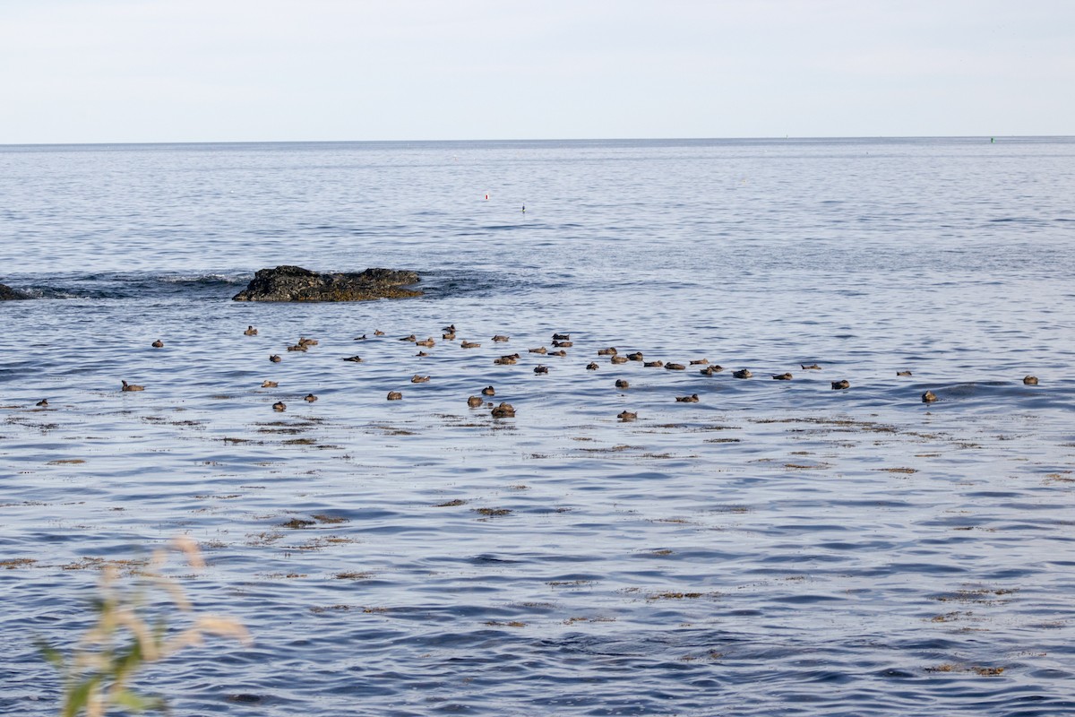 Eider arrunta - ML642842328