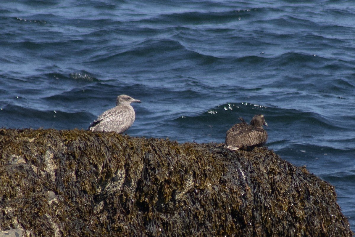 Eider arrunta - ML642842329
