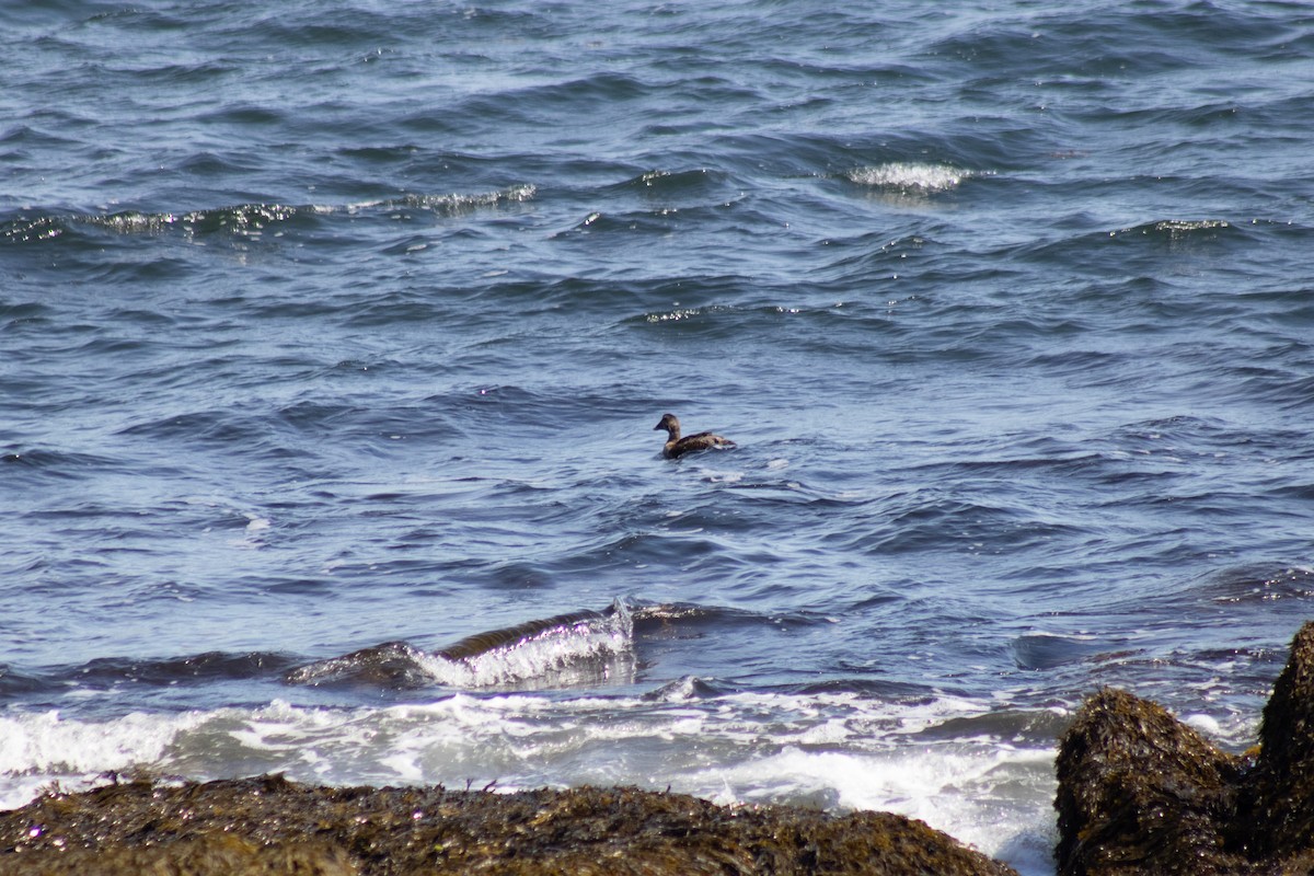 Eider arrunta - ML642842330
