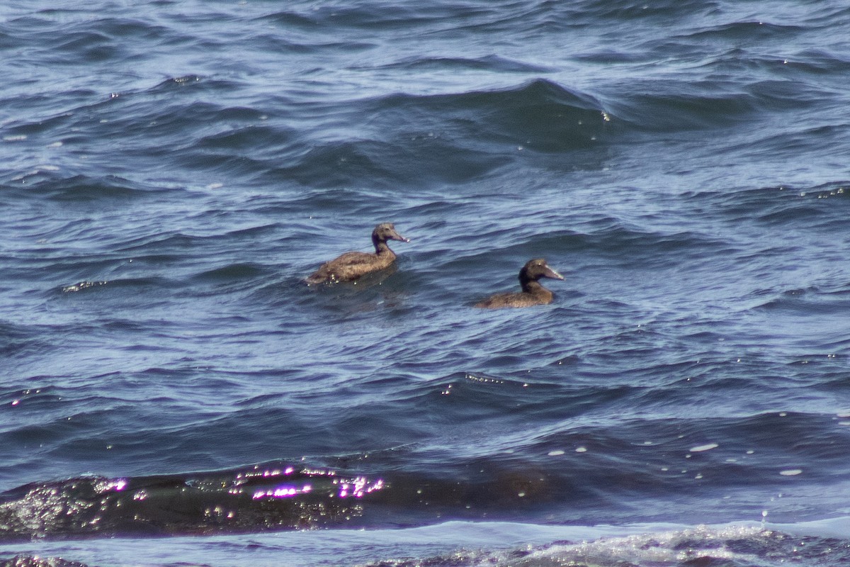 Eider arrunta - ML642842331