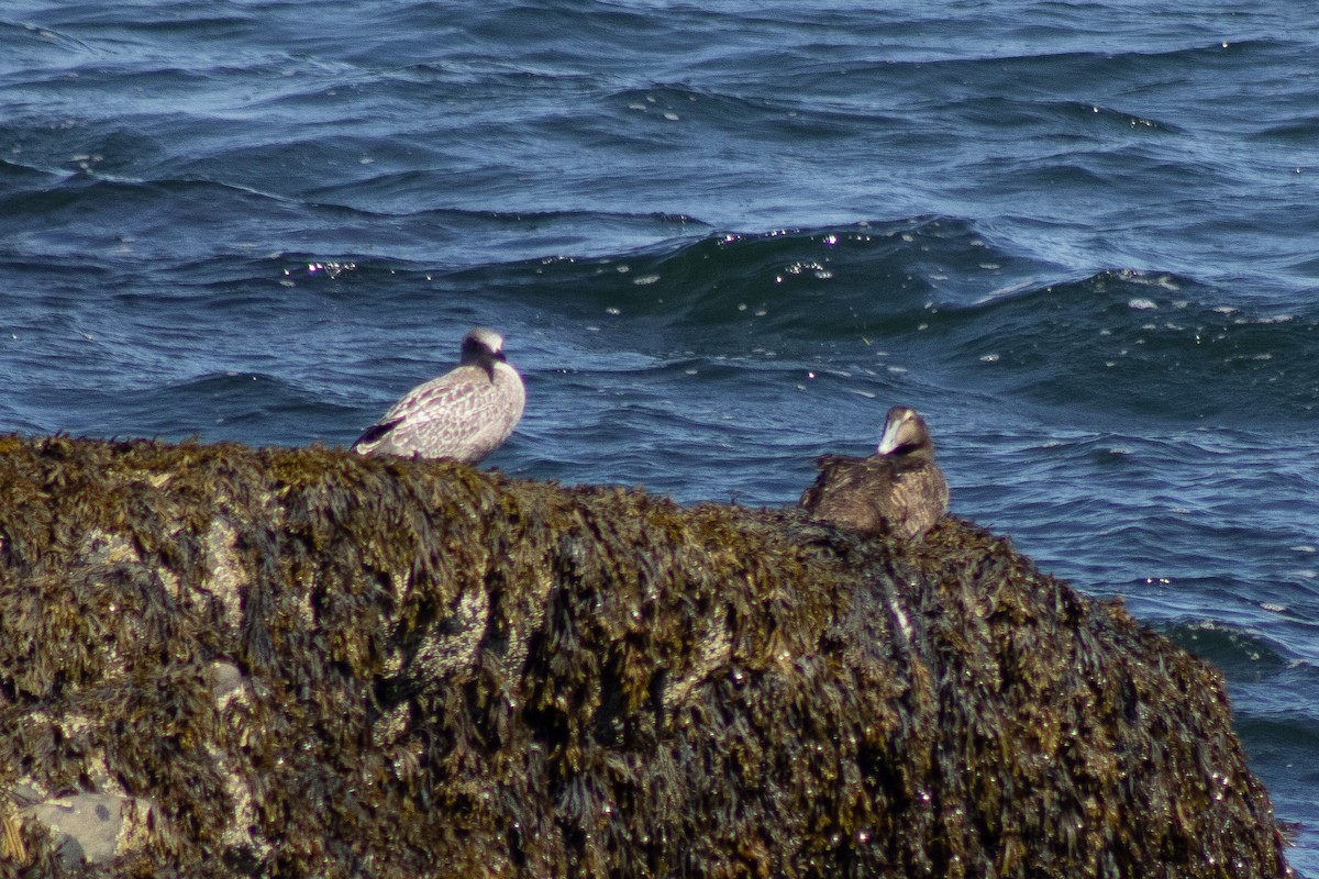 Eider arrunta - ML642842332