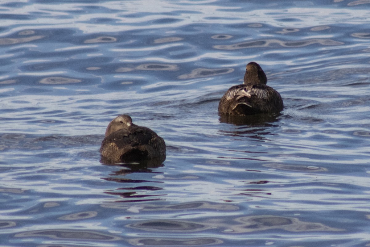 Eider arrunta - ML642842333