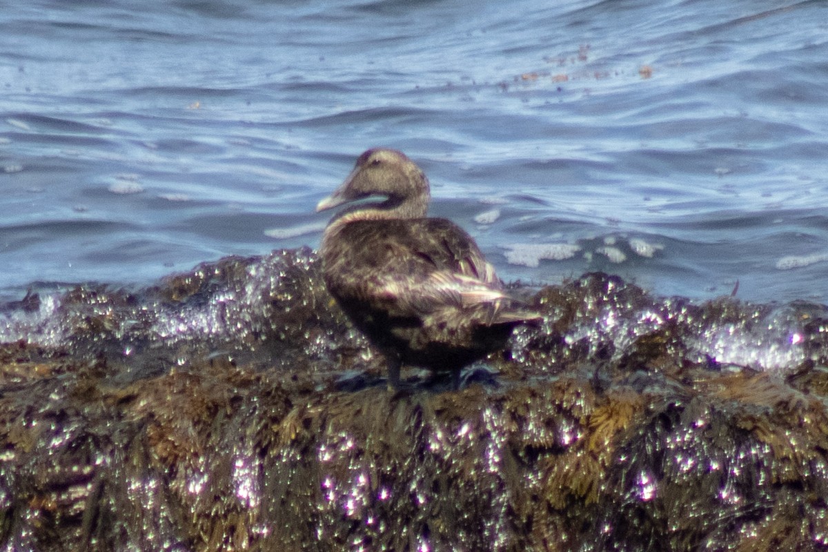 Eider arrunta - ML642842334