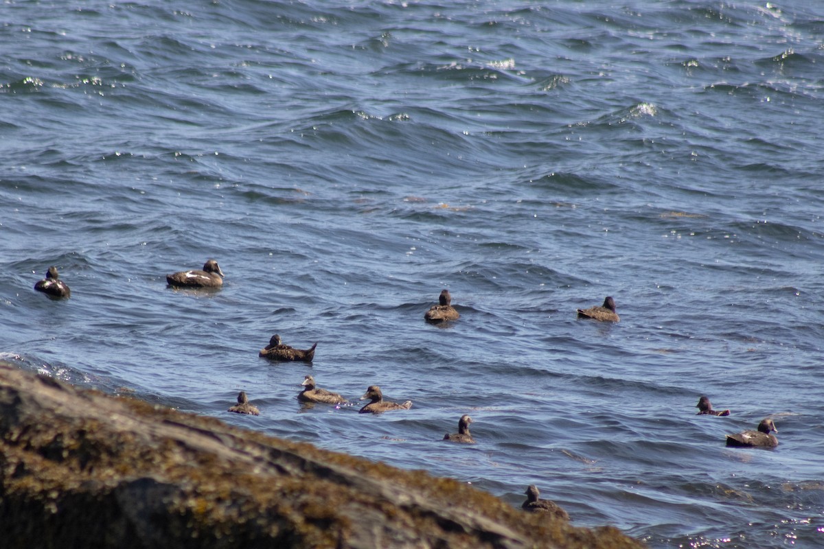 Eider arrunta - ML642842335