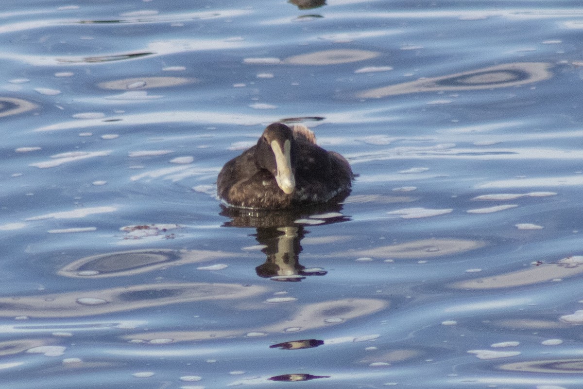 Eider arrunta - ML642842336