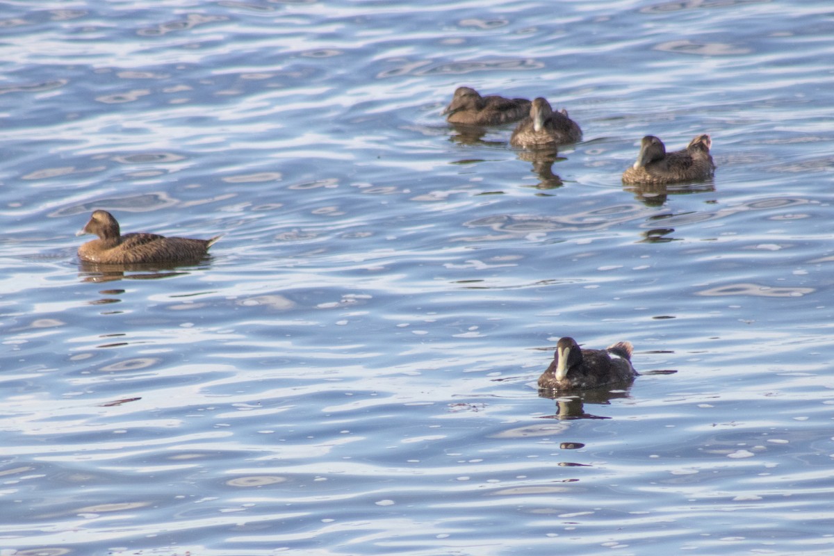 Eider arrunta - ML642842337