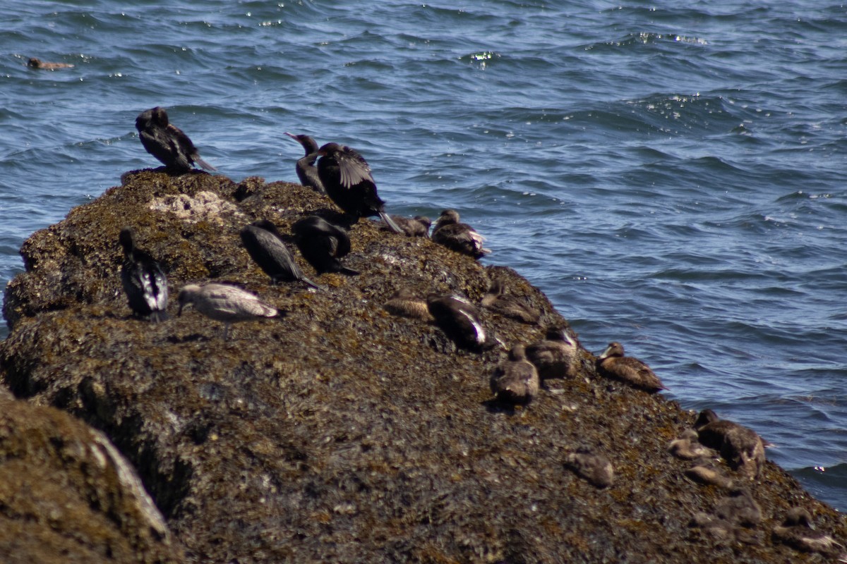 Eider arrunta - ML642842338