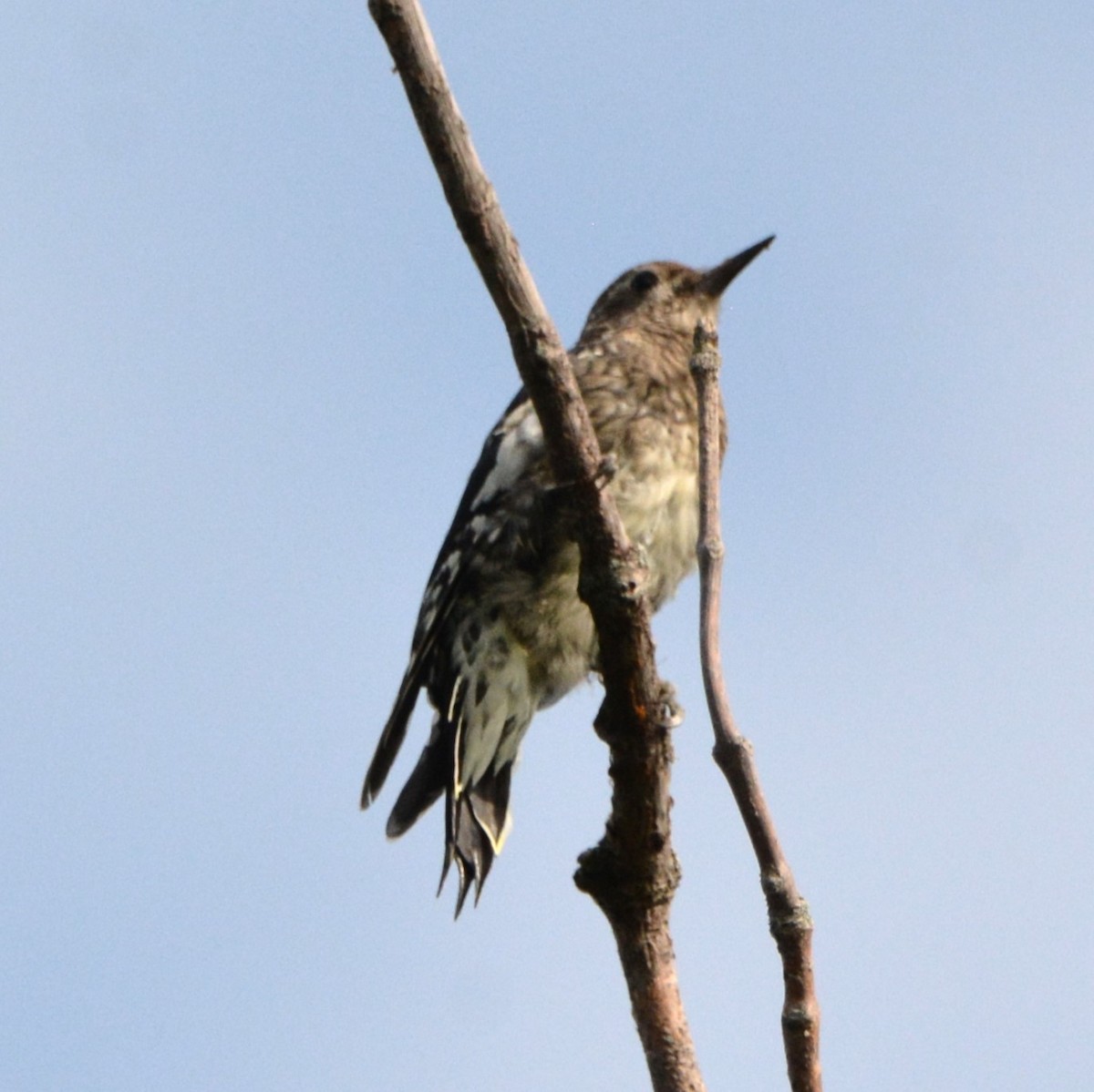 Yellow-bellied Sapsucker - ML642842339
