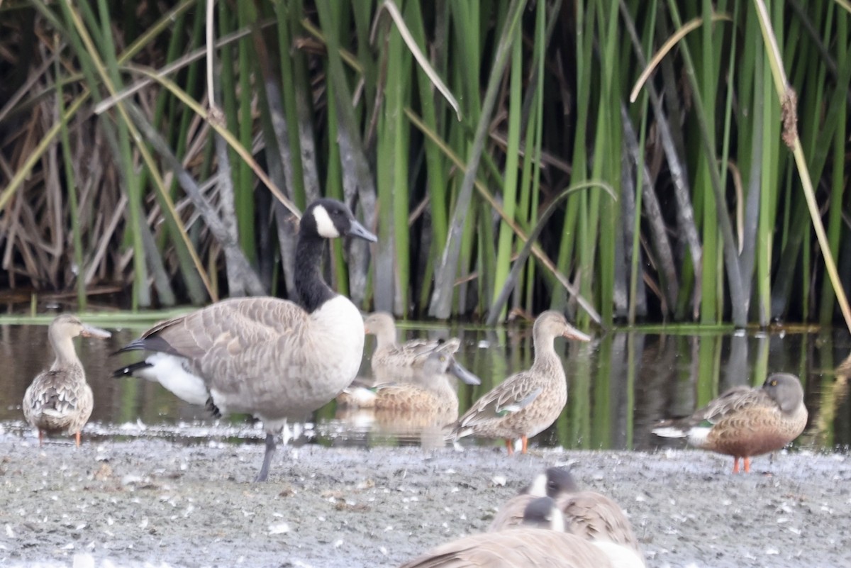 Northern Shoveler - ML642842340