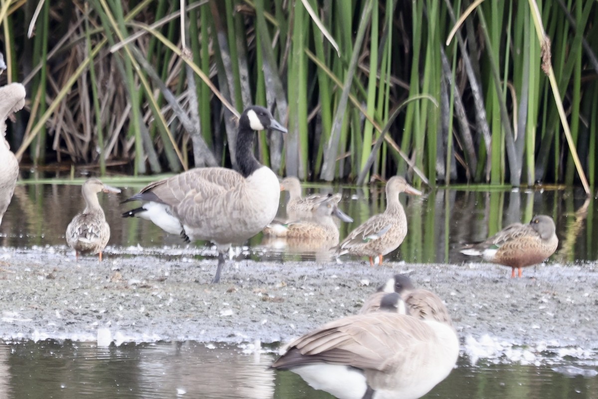 Northern Shoveler - ML642842341