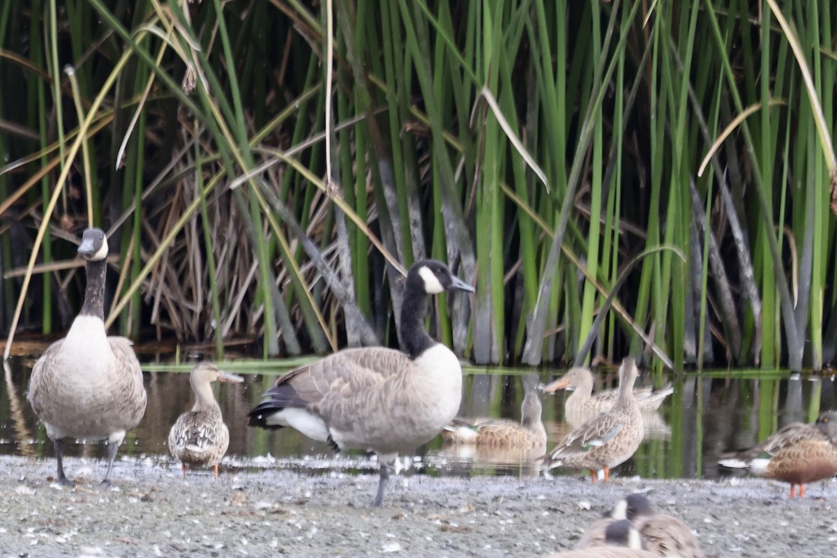 Northern Shoveler - ML642842342