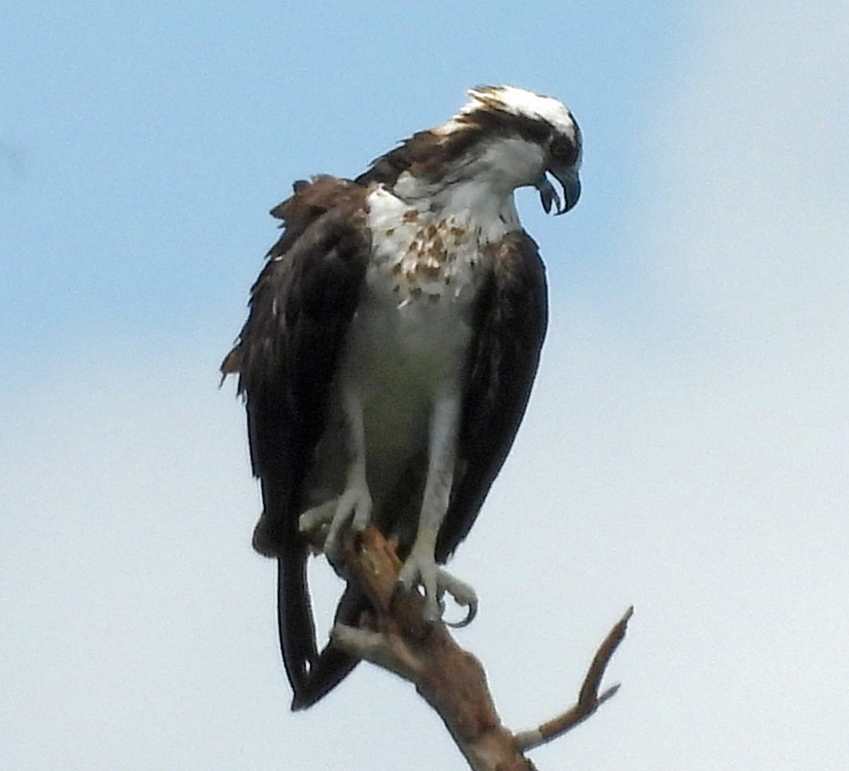 魚鷹 - ML642842345
