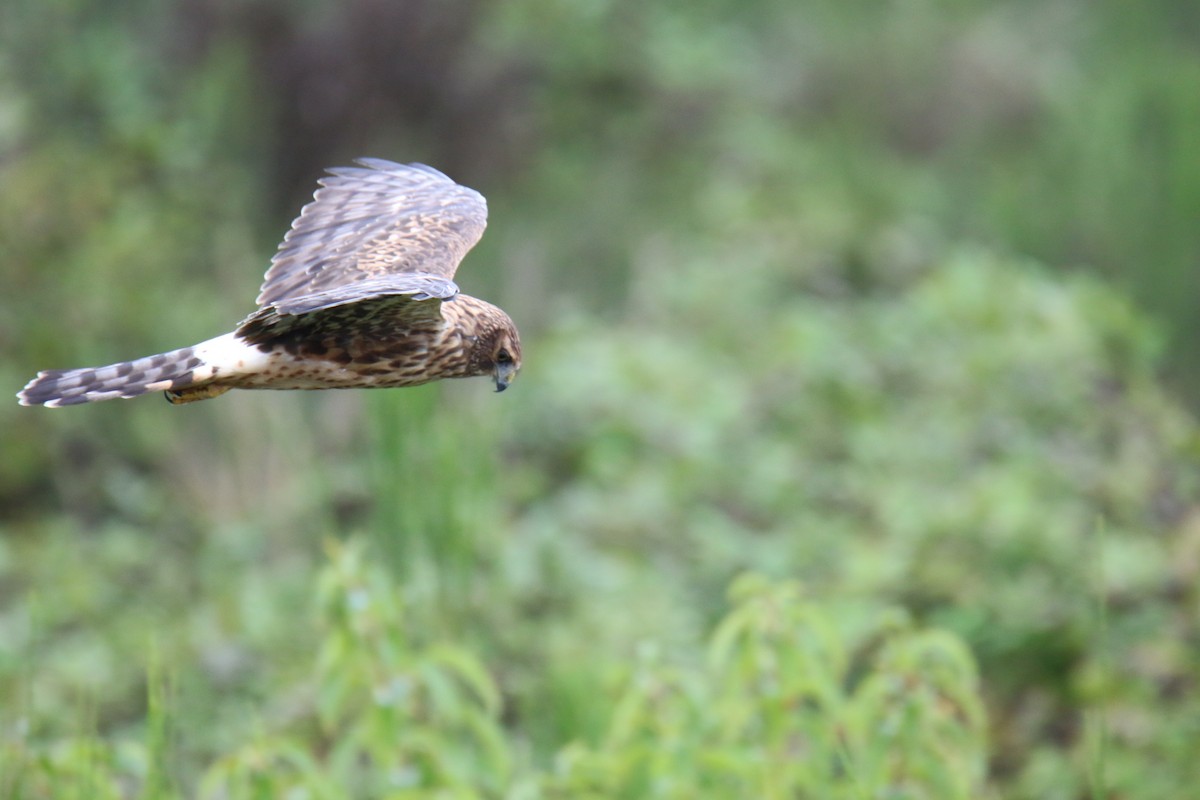 Northern Harrier - ML642842350
