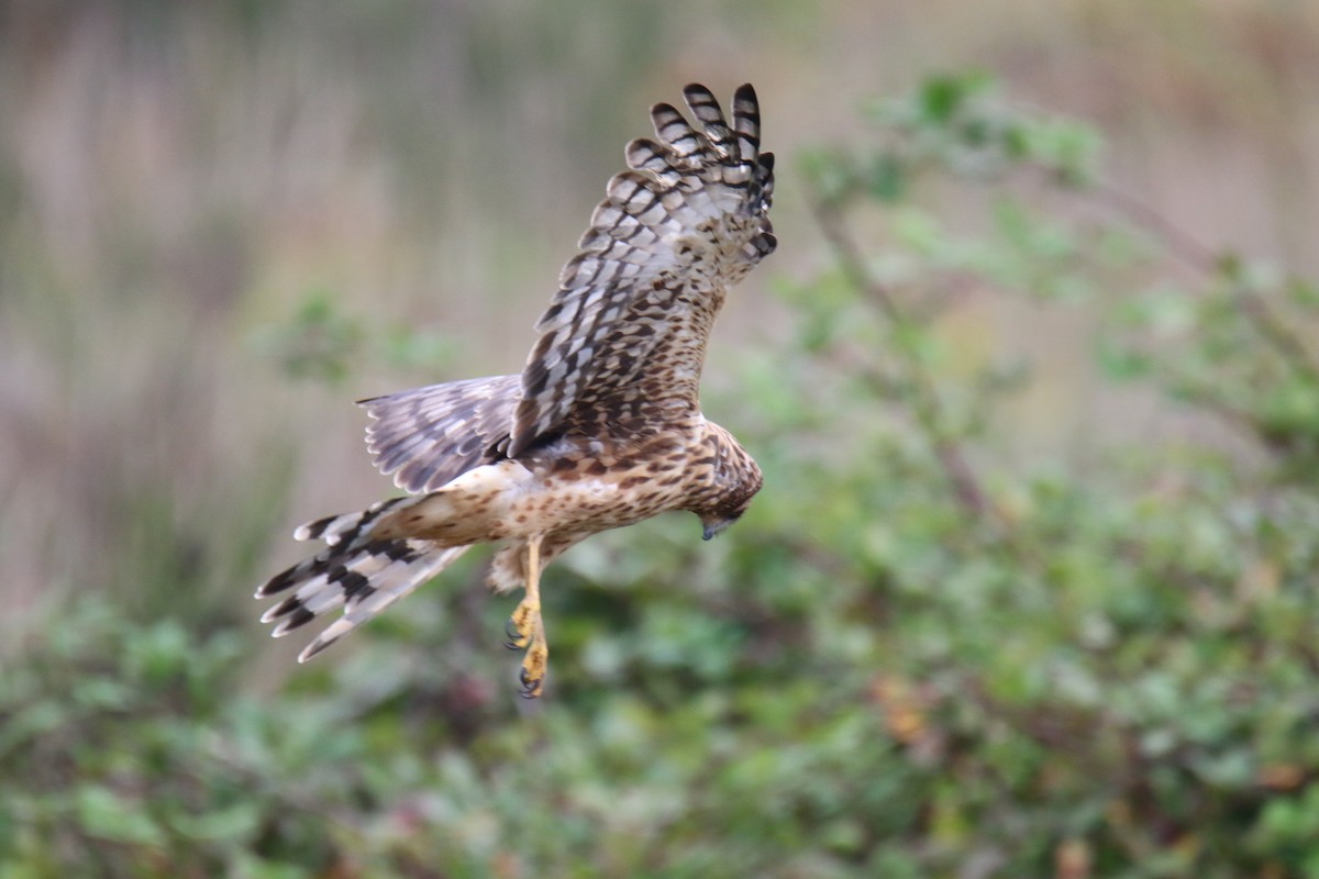 Northern Harrier - ML642842351