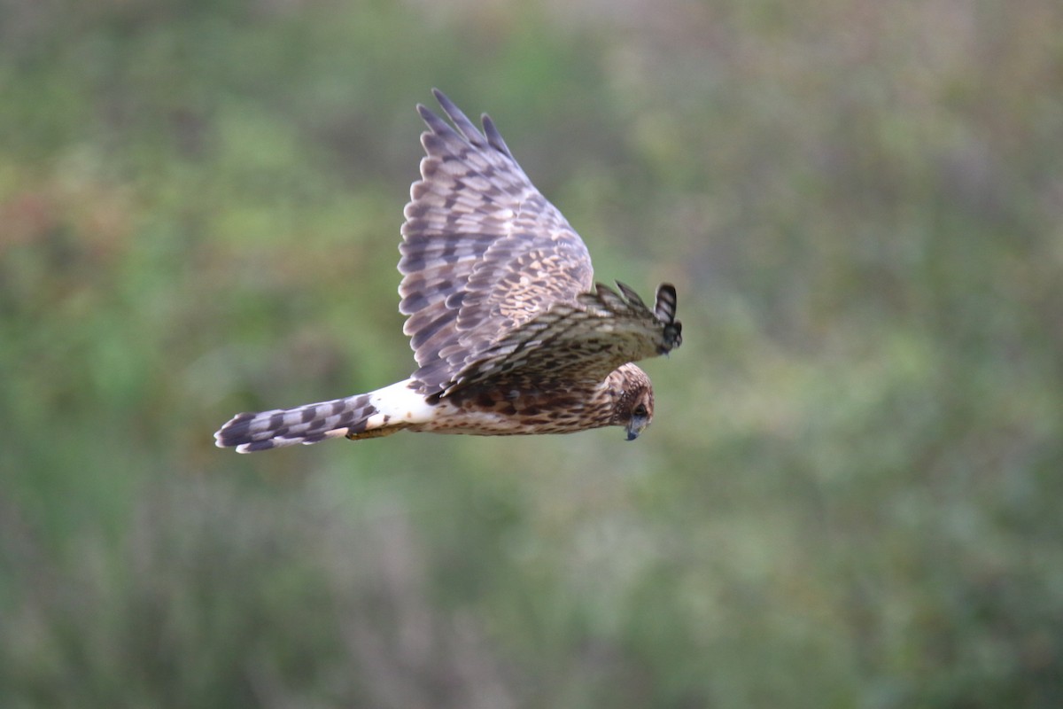 Northern Harrier - ML642842352