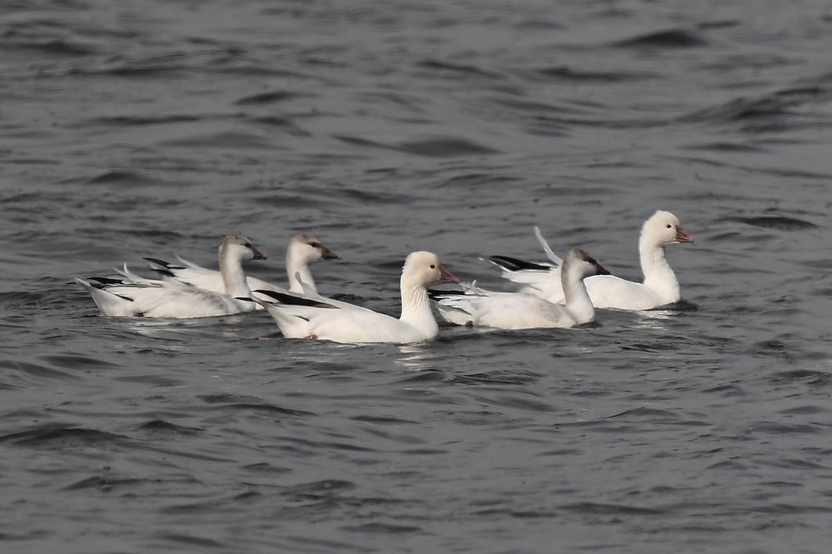 Ross's Goose - ML642842353