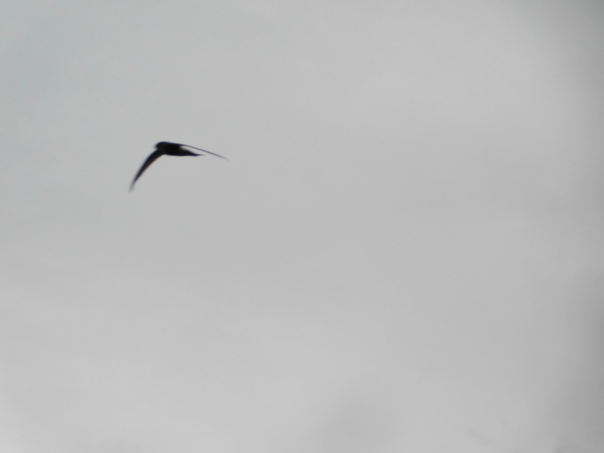 House Swift - ML642842368