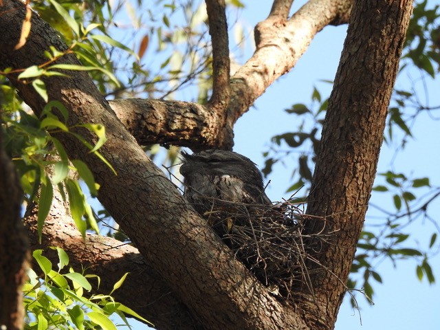 Tawny Frogmouth - ML642842370