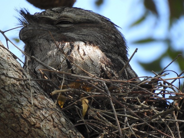 Tawny Frogmouth - ML642842371