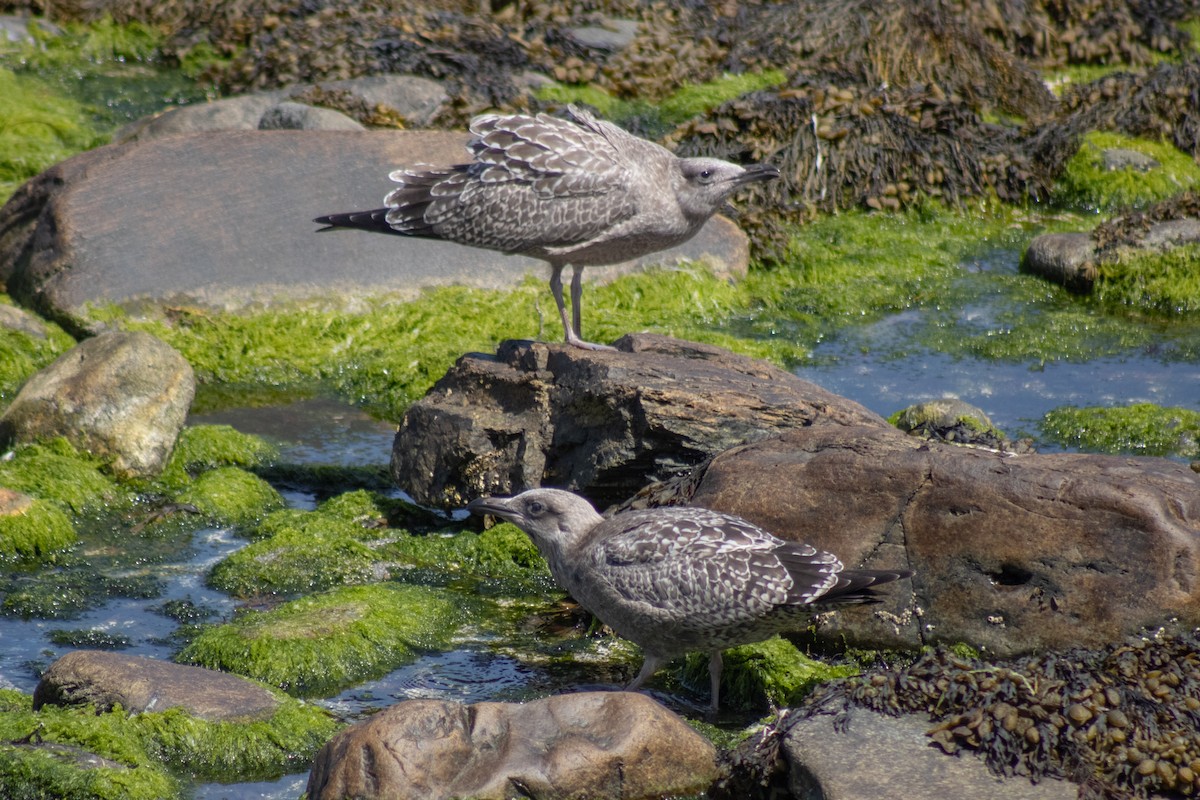 Möwe, unbestimmt - ML642842374