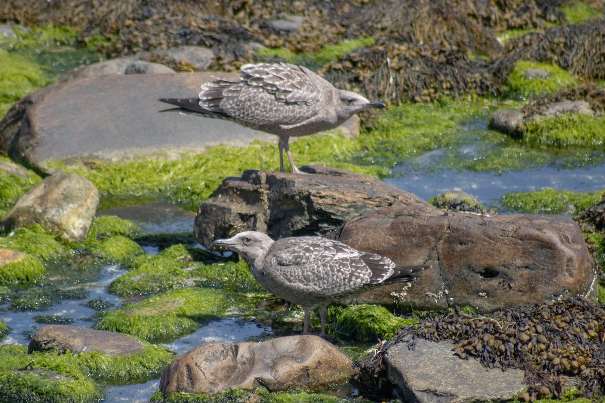 Möwe, unbestimmt - ML642842375