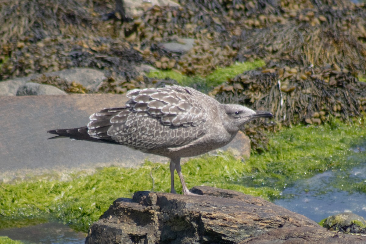Möwe, unbestimmt - ML642842376