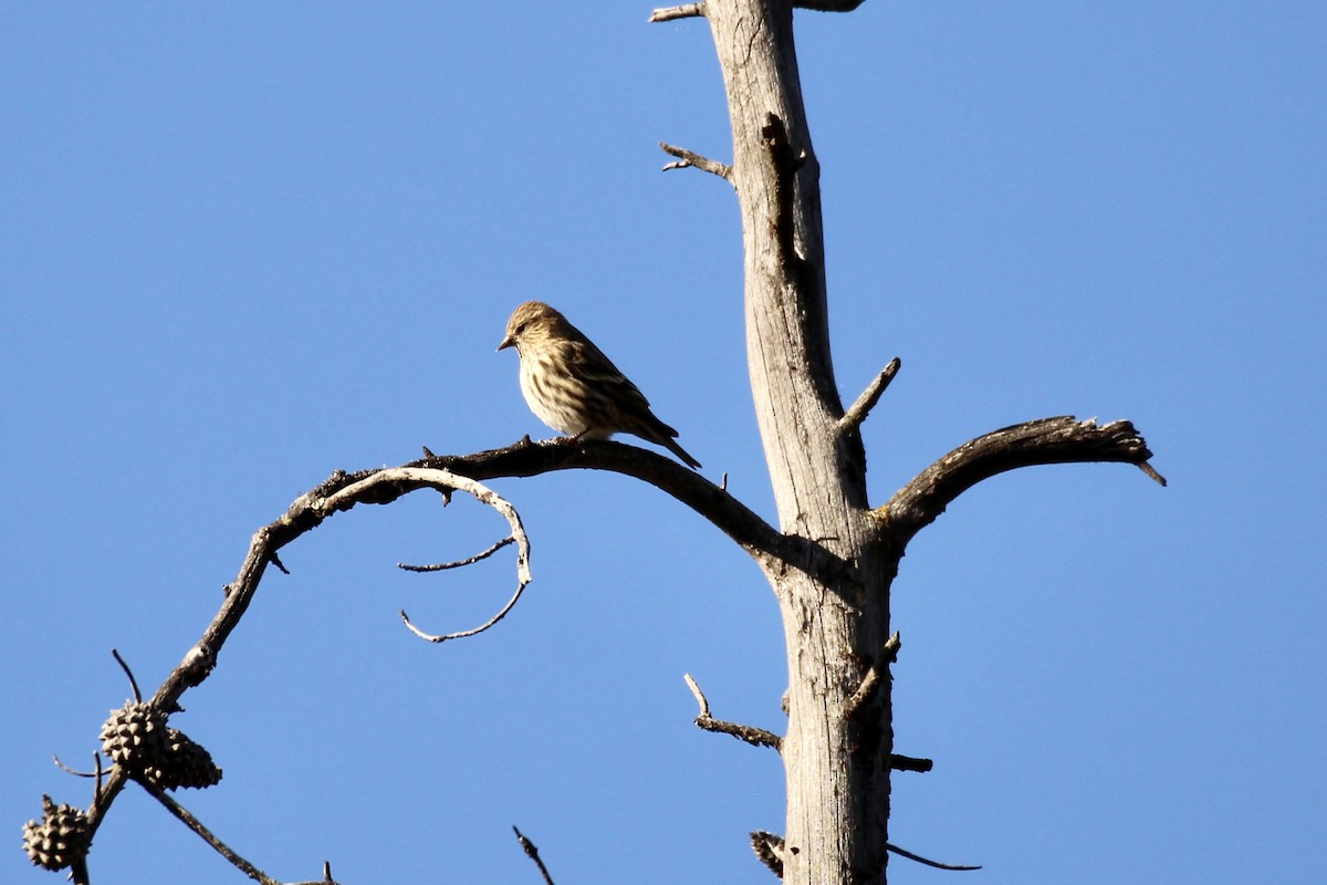 Pine Siskin (Northern) - ML642842377