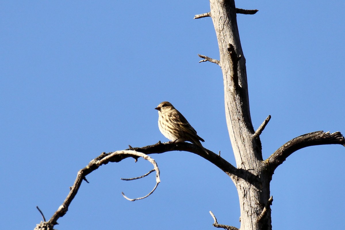 Pine Siskin (Northern) - ML642842378