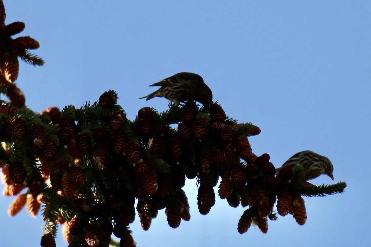 Pine Siskin (Northern) - ML642842379