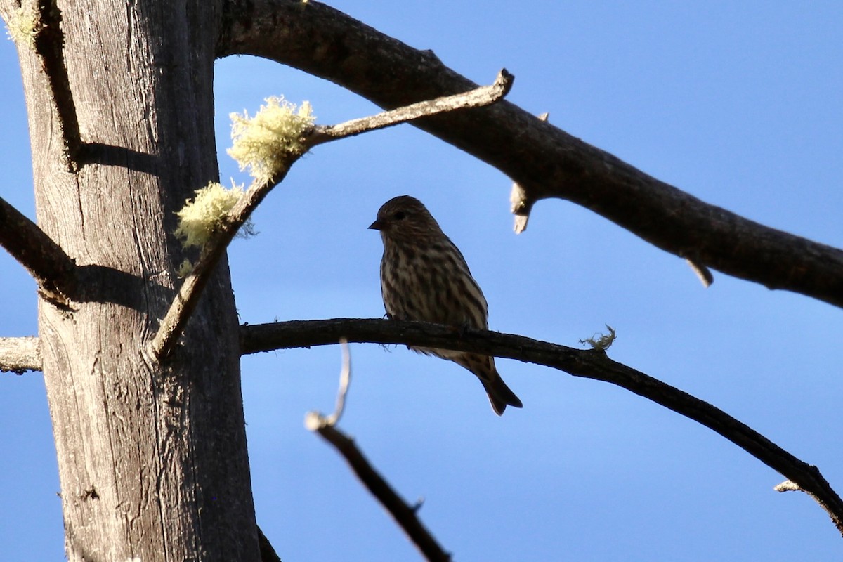 Pine Siskin (Northern) - ML642842380
