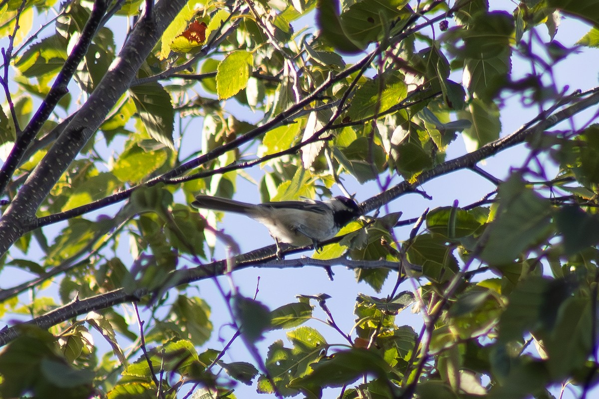 Mésange à tête noire - ML642842392